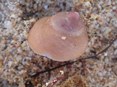 Sigapatella terraenovae