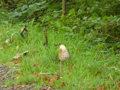 Coprinus comatus