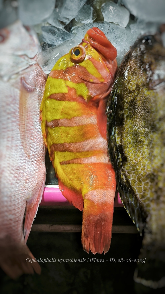 Garish hind (Cephalopholis igarashiensis)