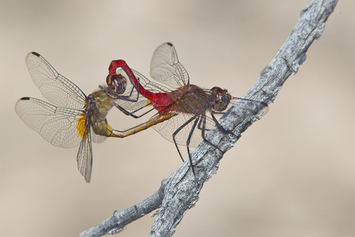 Brachymesia furcata (Hagen, 1861)