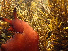Aplysia concava