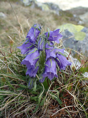 How to identify Campanula alpina Jacq.