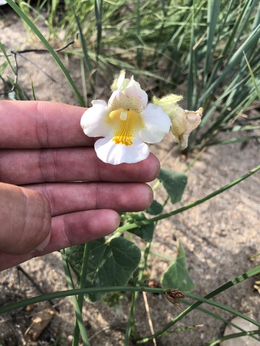 common devil's-claw
