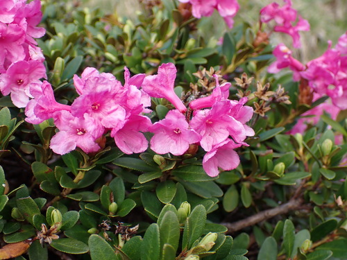 Rhododendron kotschyi, photograph 4
