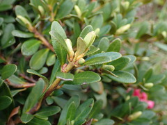 Rhododendron kotschyi, photograph Milan Chytrý, CC BY, iNaturalist via GBIF