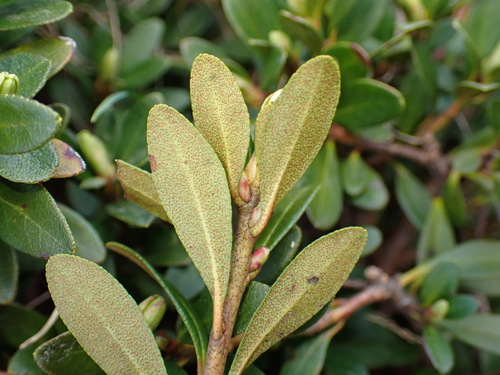 Rhododendron kotschyi, photograph 6
