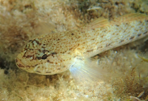Gobius bucchichi