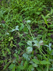 Erysiphe trifoliorum