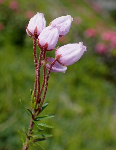 Phyllodoce caerulea iNat (1)