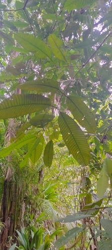 Marila grandiflora
