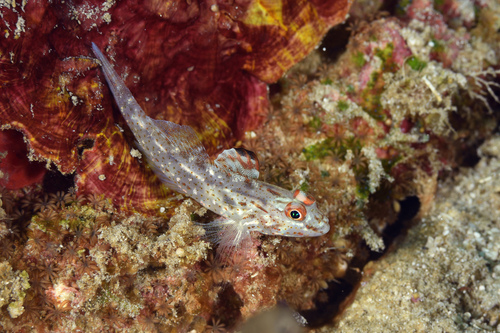 Fine-spotted sandgoby (Fusigobius signipinnis) — Gobiidae