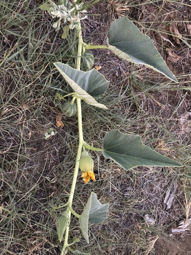 Buffalo Gourd