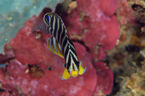 Barred angelfish (Paracentropyge multifasciata) — Pomacanthidae — 3