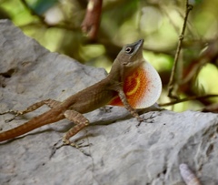Anolis mestrei