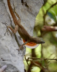 Anolis mestrei