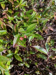 Vaccinium boreale