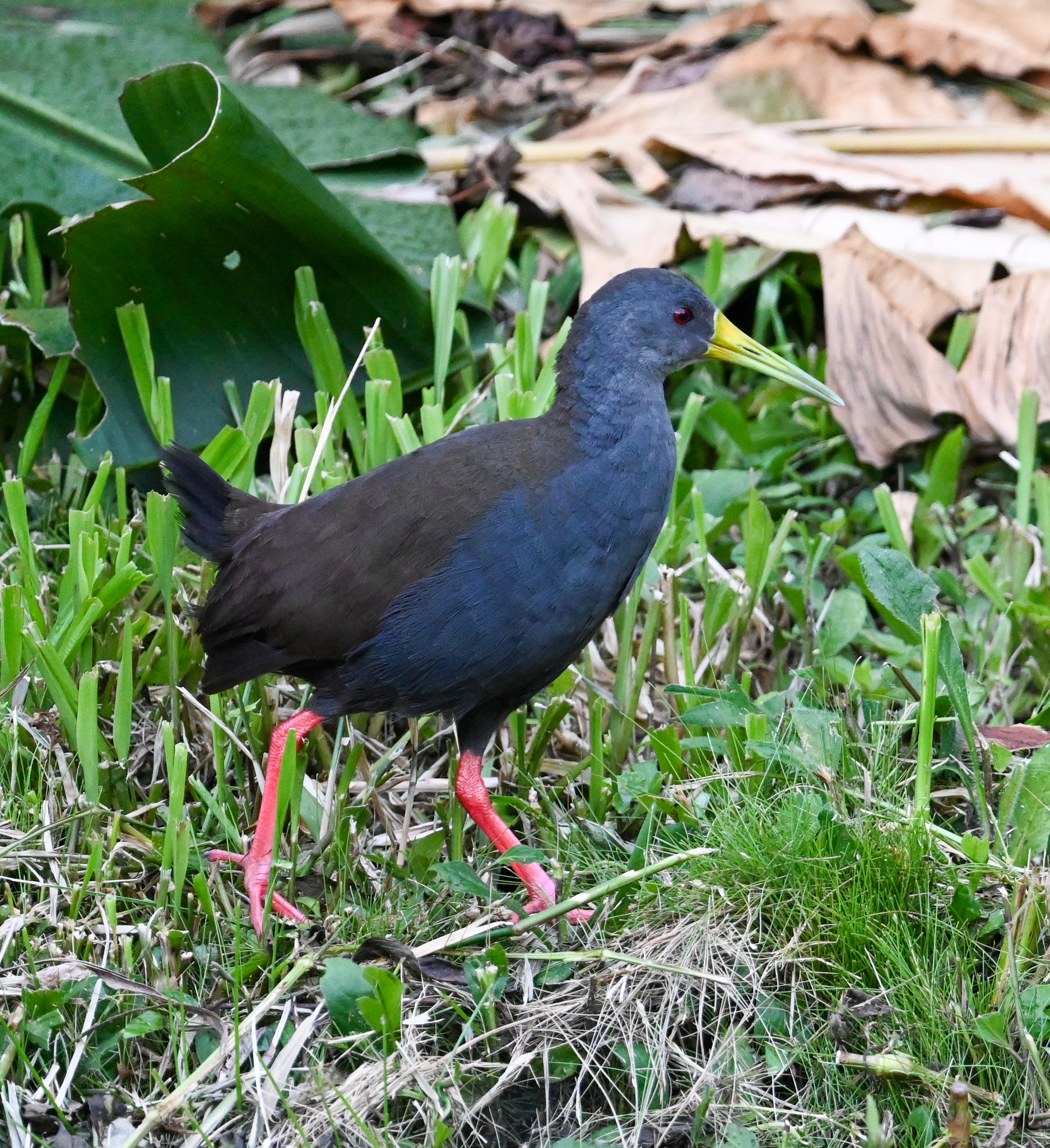 Blackish Rail (Pardirallus nigricans), photo 10