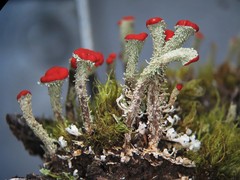 Cladonia didyma
