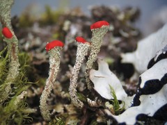 Cladonia didyma