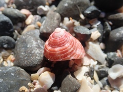 Trochus camelophorus