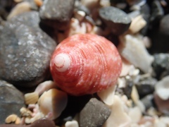 Trochus camelophorus