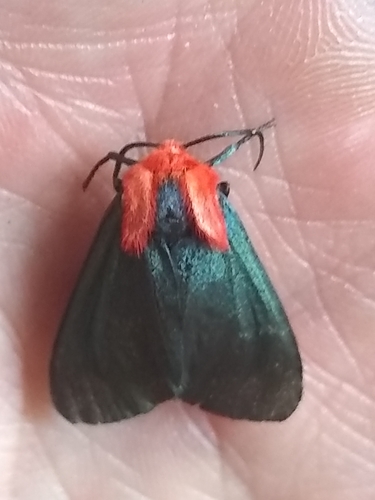 Crimson-bodied Lichen Moth