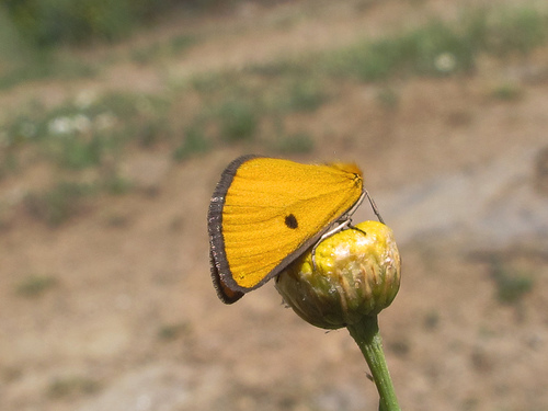 Heliothea discoidaria