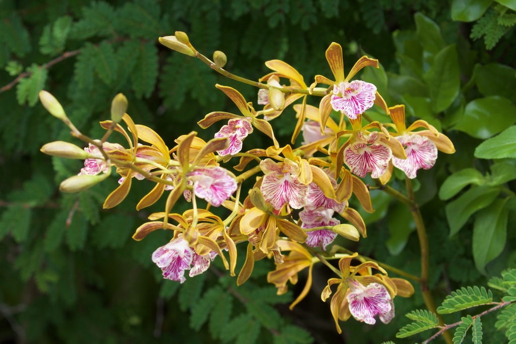 Encyclia correllii Sauleda 2