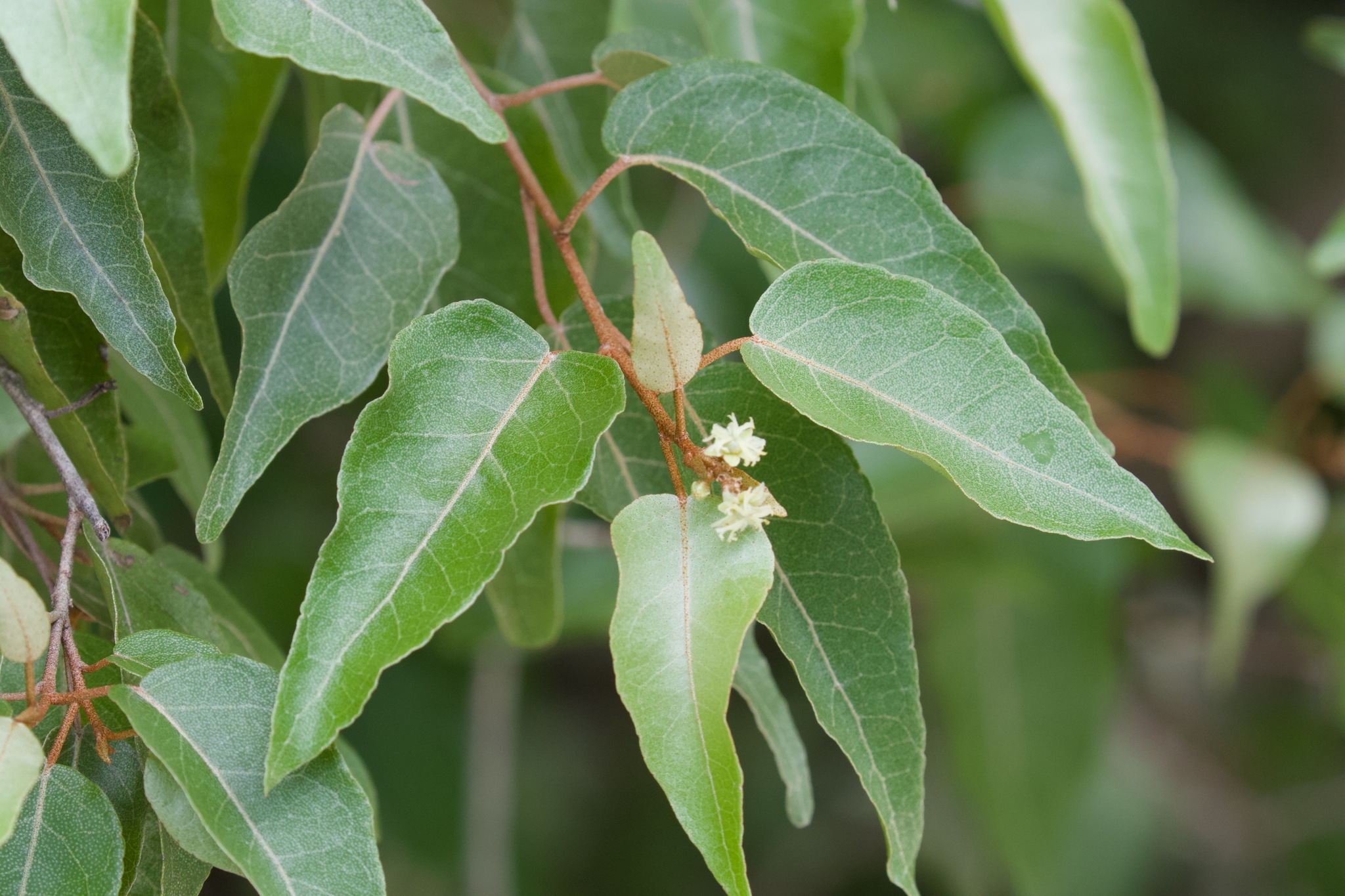 Croton eluteria
