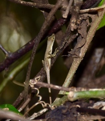 Anolis alutaceus