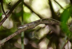 Anolis alutaceus