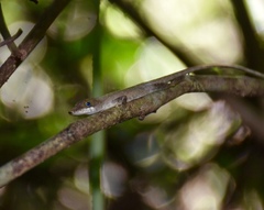Anolis alutaceus