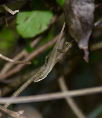 Anolis alutaceus