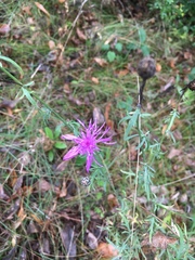 Centaurea stoebe