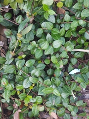 Trachelospermum
