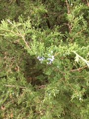 Juniperus virginiana