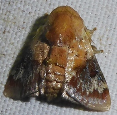 Nirmides basalis
