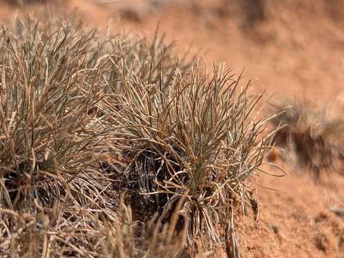 Oropetium thomaeum (Oropetium thomaeum)