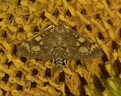 Anania coronata