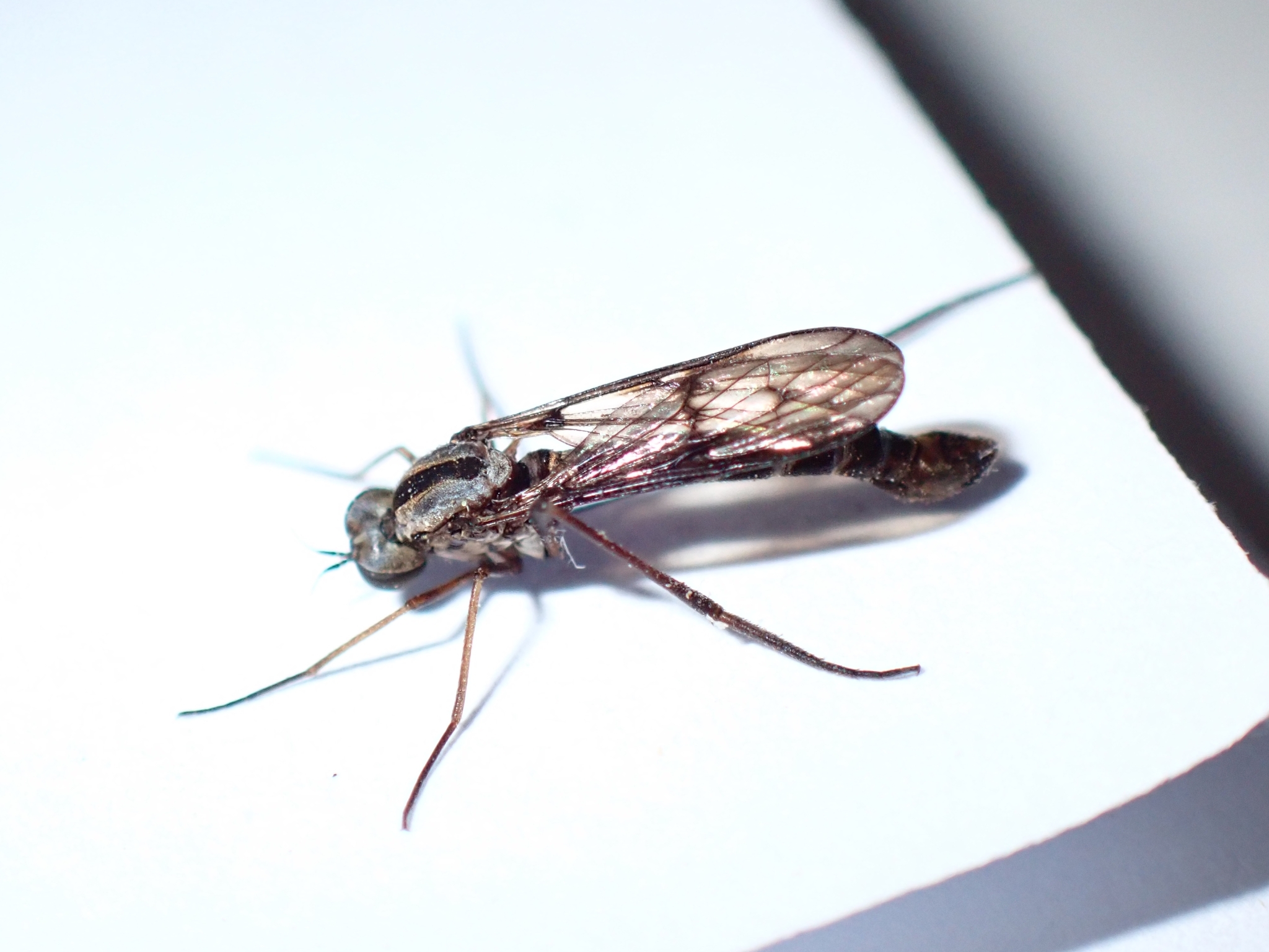 Lampromyia canariensis