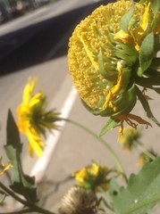 Verbesina encelioides