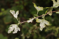 Podosphaera clandestina