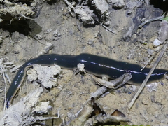 Australopacifica garveyi