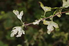Podosphaera clandestina