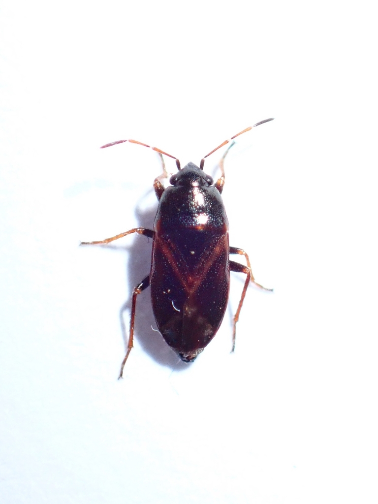 Seed bug
