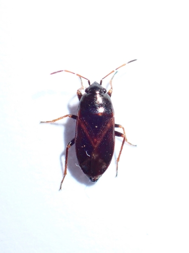 Seed bug