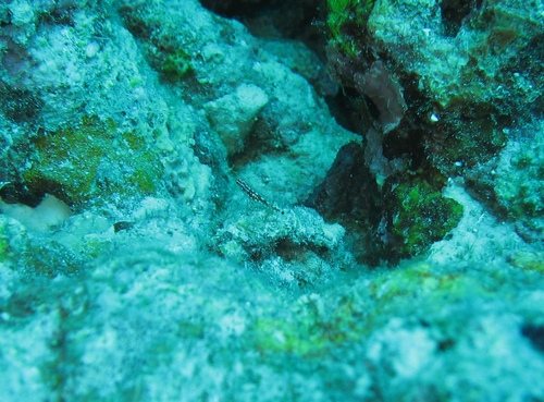 Eviota zebrina observed 2016-03-14