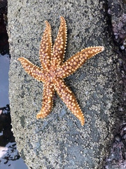 Meyenaster gelatinosus
