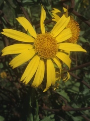 Verbesina encelioides