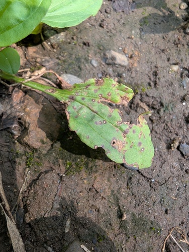 Phyllosticta plantaginis